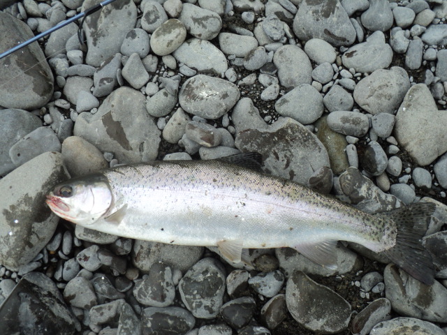 Name:  picture 7308.jpg
Views: 143
Size:  163.7 KB
