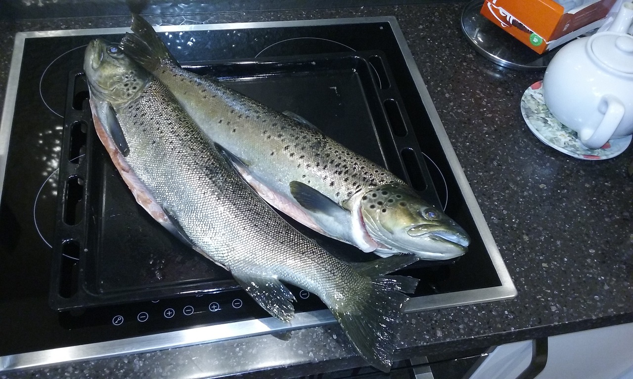 Name:  First Fish 2015-2016a.jpg
Views: 259
Size:  399.2 KB