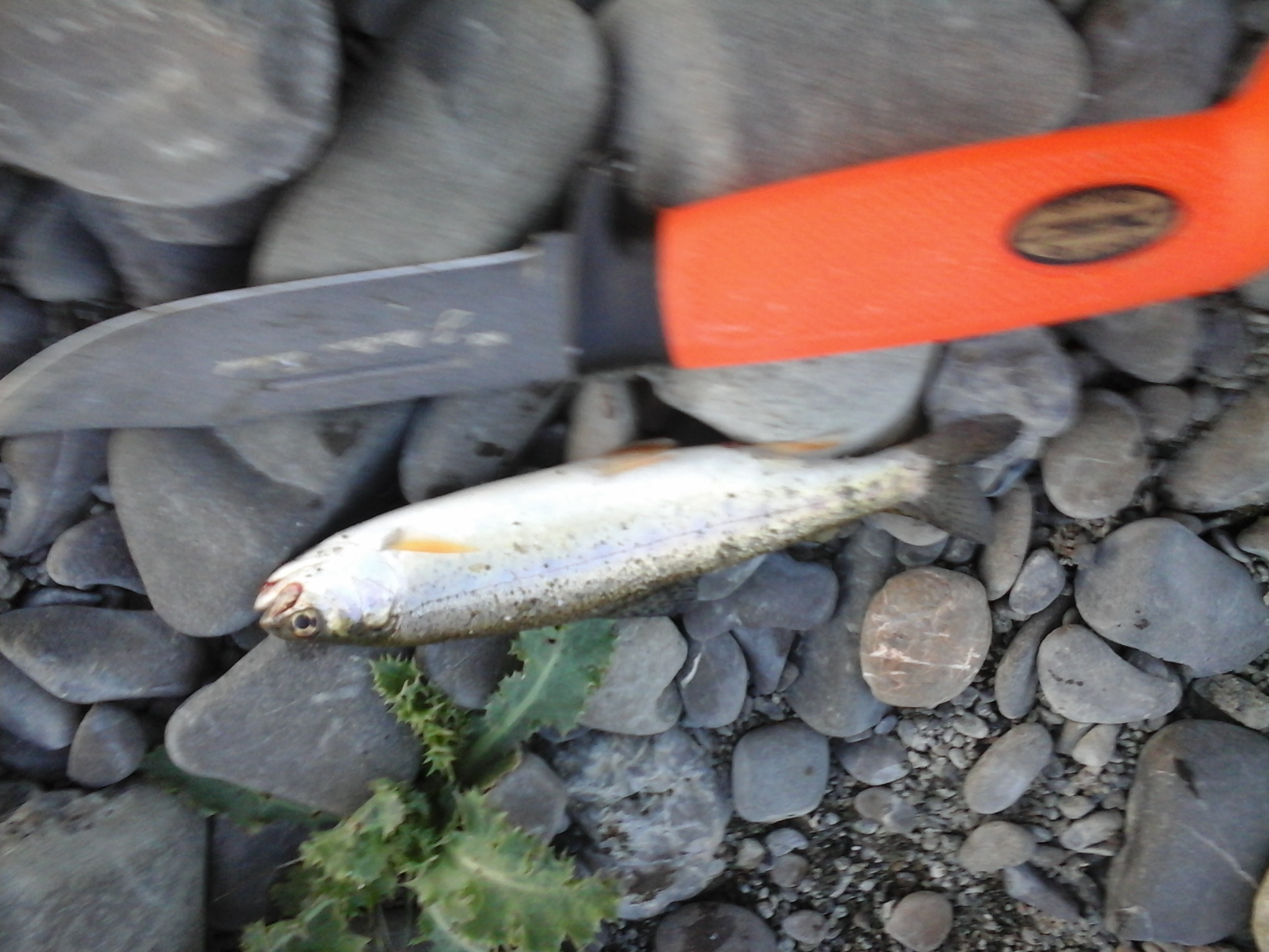 Name:  20130102_140047.jpg
Views: 296
Size:  875.9 KB