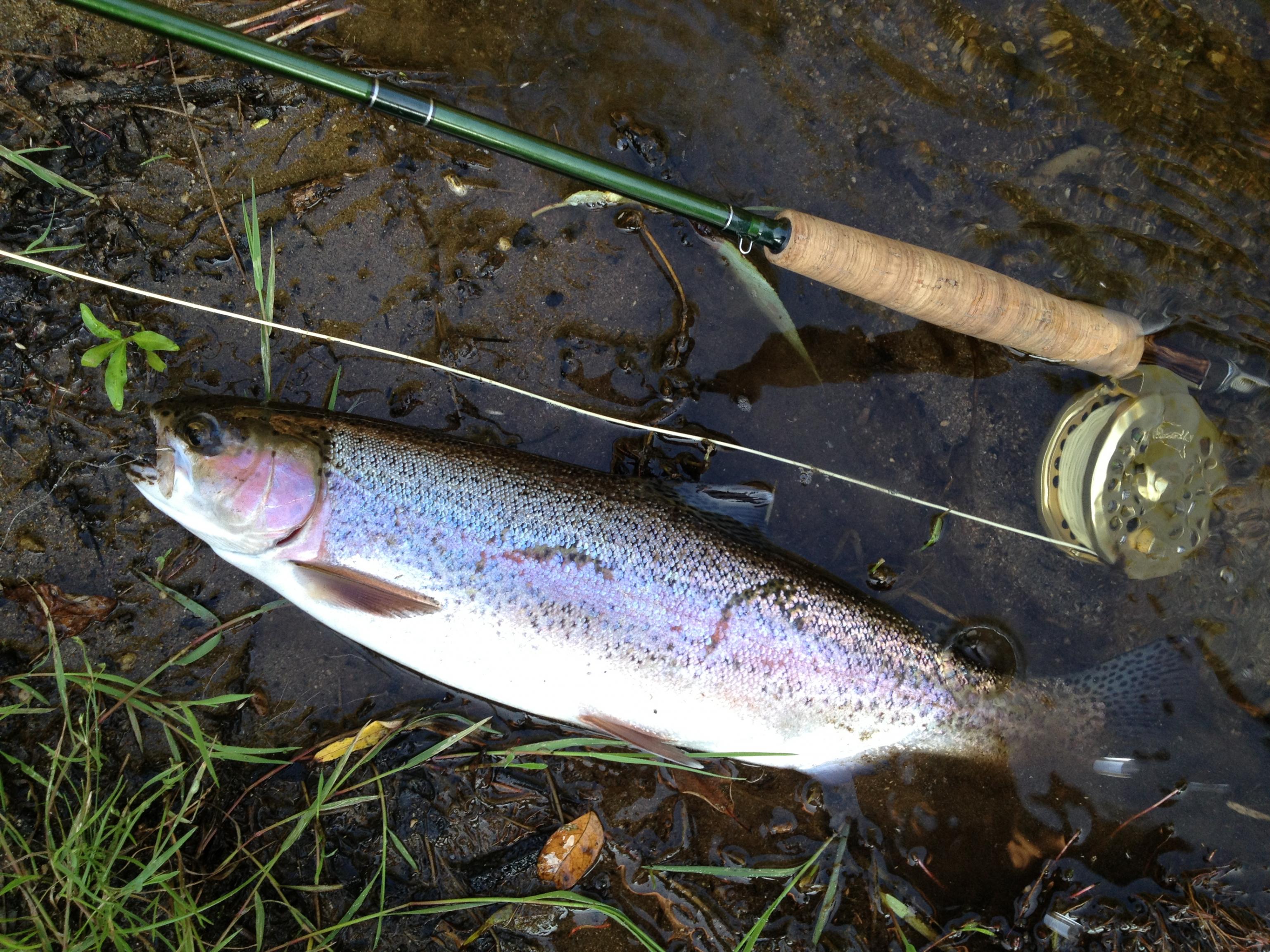 Name:  fly fishing, Ongarur river 021.jpg
Views: 245
Size:  1,008.1 KB