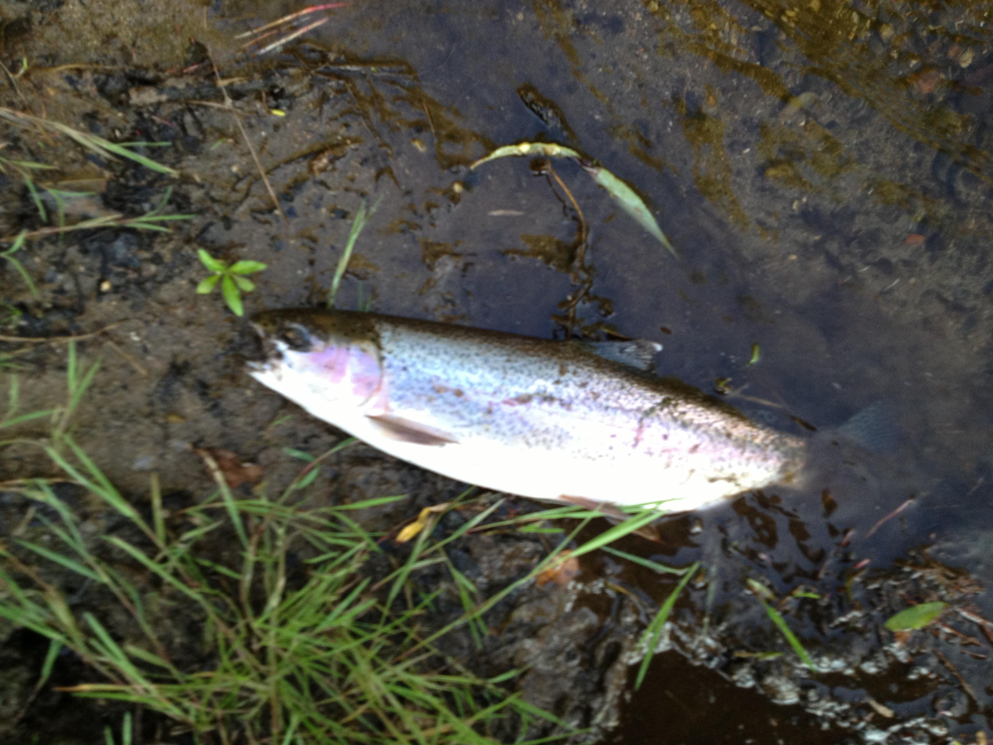 Name:  fly fishing, Ongarur river 019.jpg
Views: 255
Size:  740.3 KB