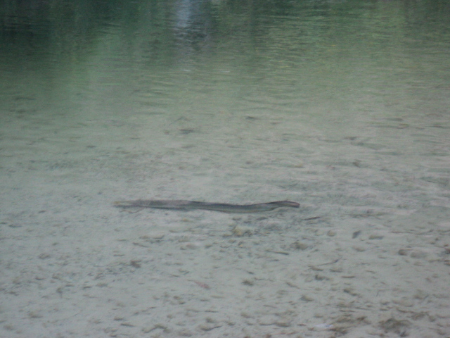 Name:  picture 7833.jpg
Views: 230
Size:  161.6 KB