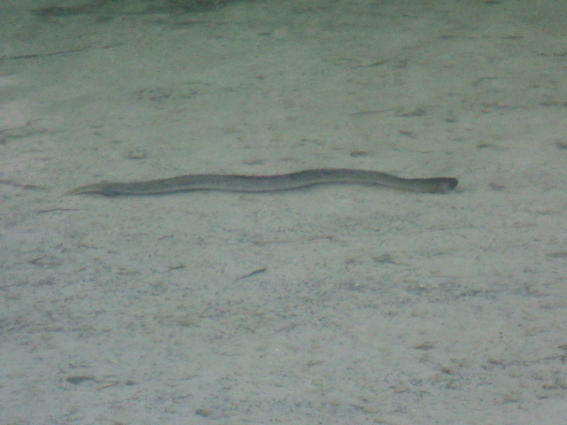 Name:  picture 7834.jpg
Views: 185
Size:  163.7 KB