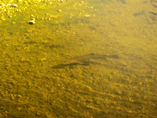 Name:  picture 7858.jpg
Views: 178
Size:  164.7 KB