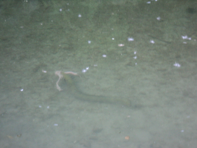 Name:  picture 7910.jpg
Views: 295
Size:  154.2 KB
