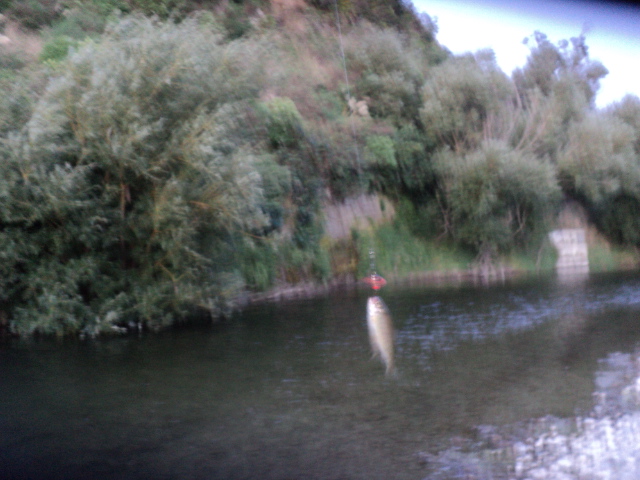 Name:  picture 7928.jpg
Views: 233
Size:  163.3 KB