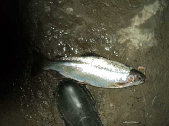Name:  picture 592.jpg
Views: 296
Size:  164.4 KB