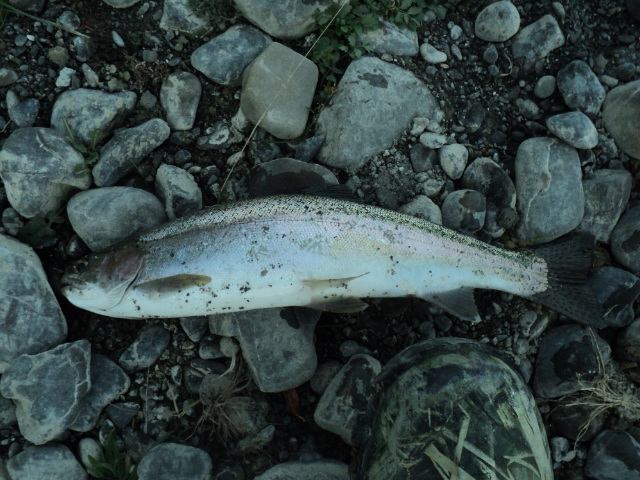 Name:  picture 8099.jpg
Views: 175
Size:  164.4 KB