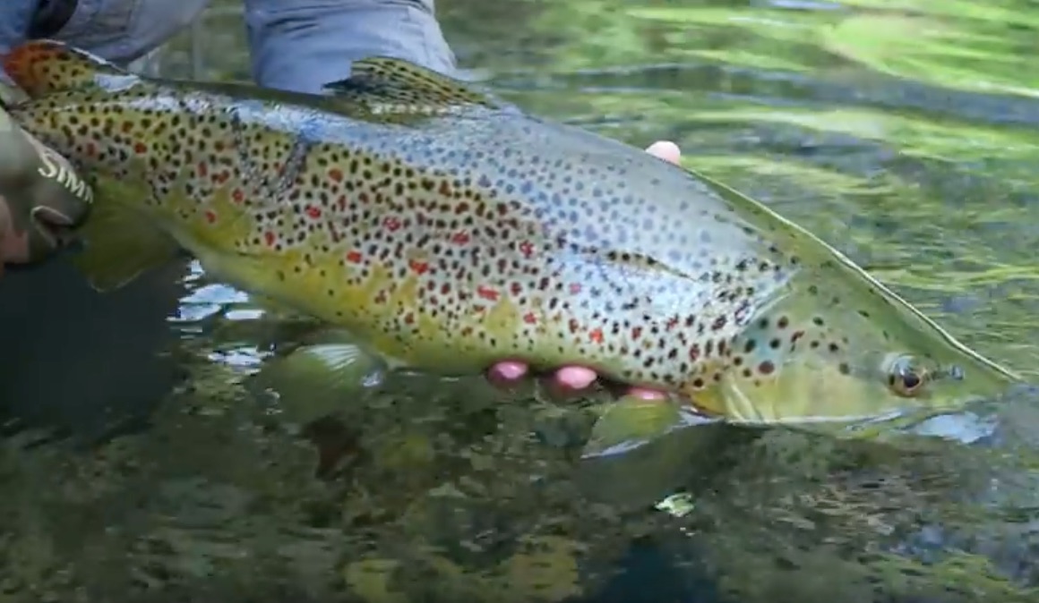 Name:  trout.jpg
Views: 215
Size:  157.5 KB