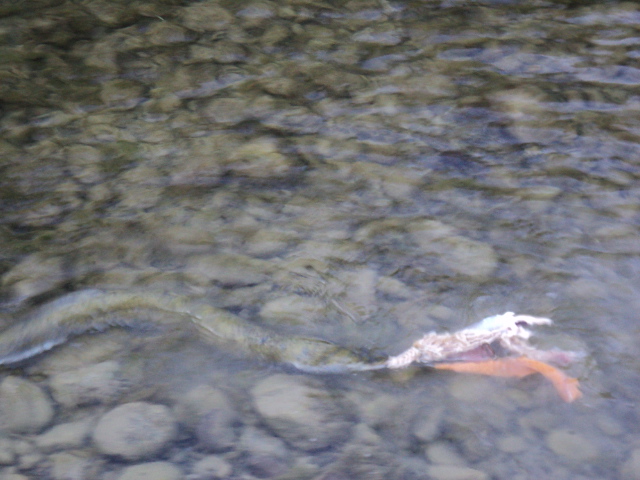 Name:  picture 8157.jpg
Views: 191
Size:  162.9 KB