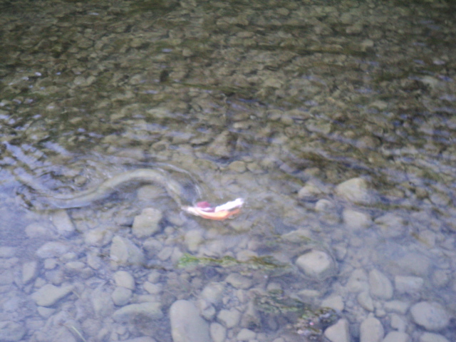 Name:  picture 8158.jpg
Views: 183
Size:  163.6 KB