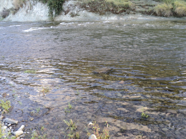 Name:  picture 8227.jpg
Views: 506
Size:  163.0 KB