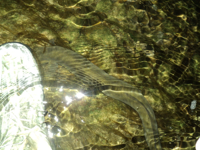 Name:  picture 8275.jpg
Views: 259
Size:  164.7 KB