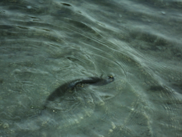 Name:  picture 8329.jpg
Views: 342
Size:  164.8 KB
