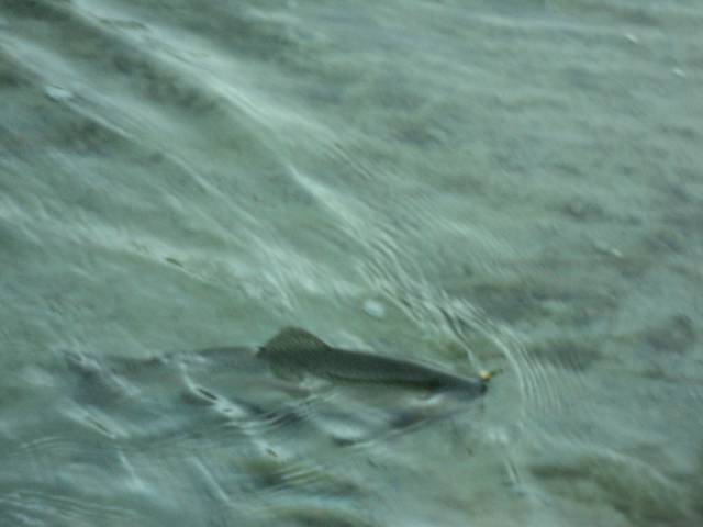 Name:  picture 8330.jpg
Views: 249
Size:  164.4 KB
