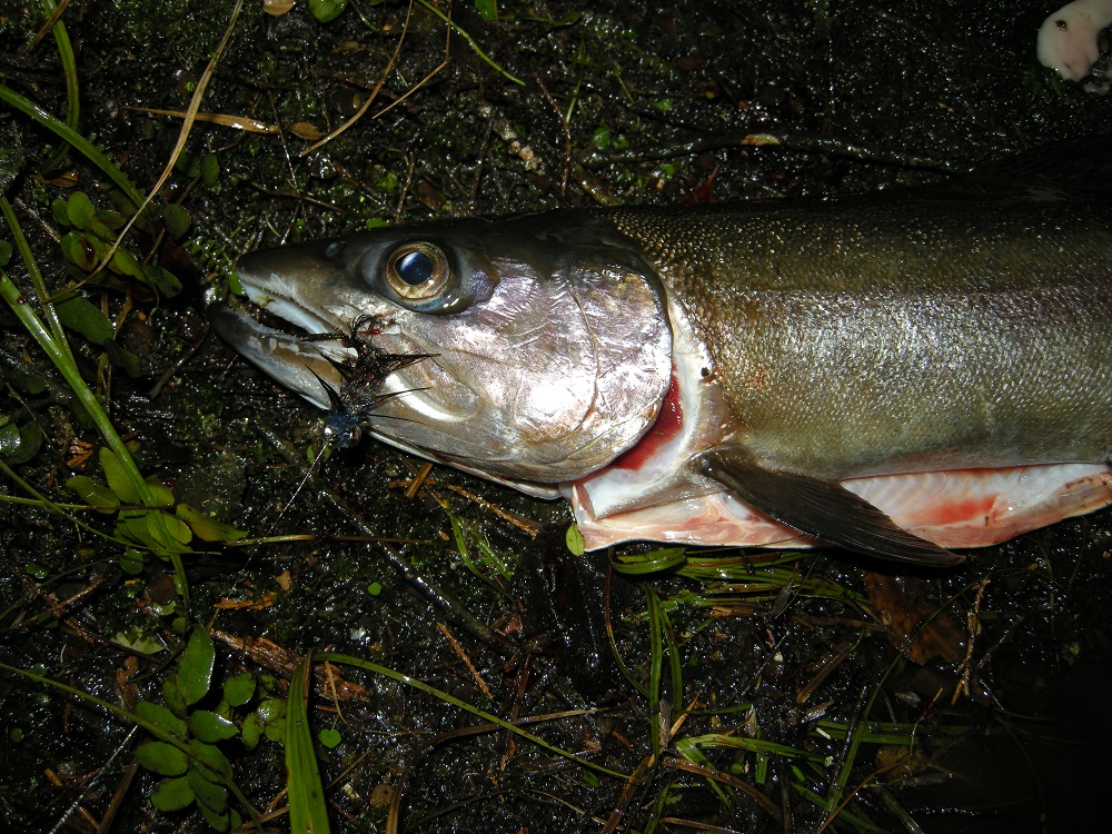Name:  Waiau Rainbow April 2016.jpg
Views: 243
Size:  422.1 KB