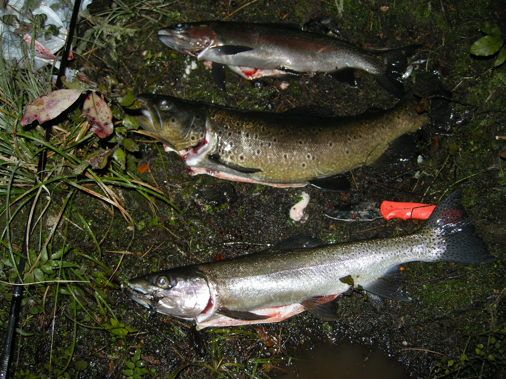 Name:  Waiau Trout April 2016.jpg
Views: 280
Size:  441.1 KB