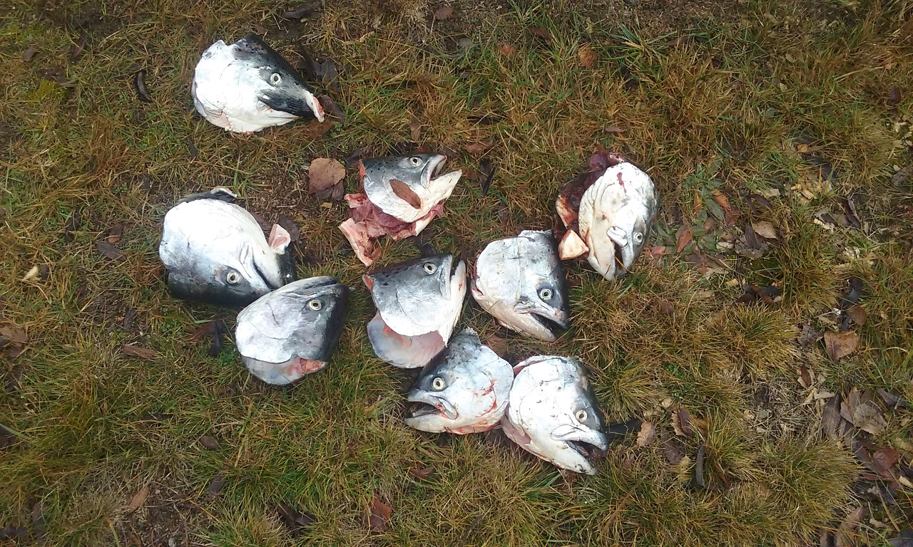 Name:  Tekapo Salmon 07-2016.jpg
Views: 445
Size:  648.3 KB