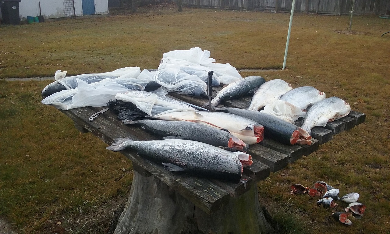 Name:  Tekapo Salmon2 07-2016.jpg
Views: 532
Size:  436.5 KB