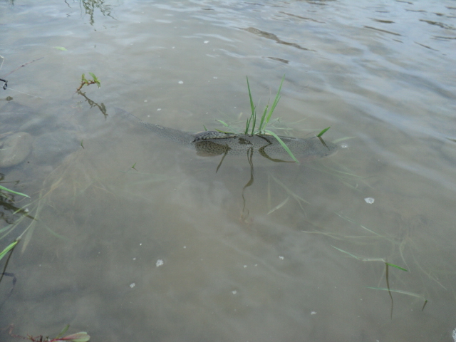 Name:  picture 9136.jpg
Views: 413
Size:  165.1 KB