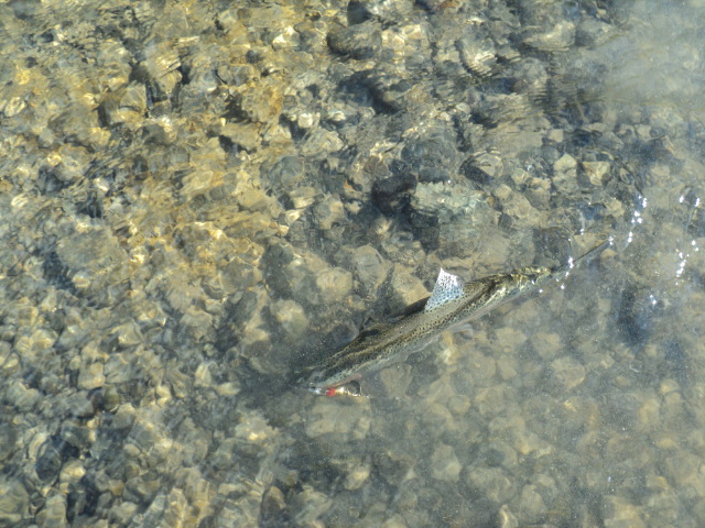 Name:  picture 9411.jpg
Views: 178
Size:  163.8 KB