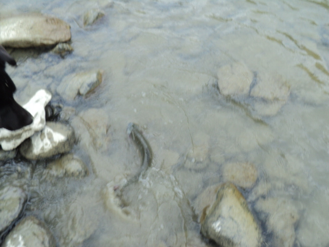 Name:  picture 9707.jpg
Views: 135
Size:  155.0 KB