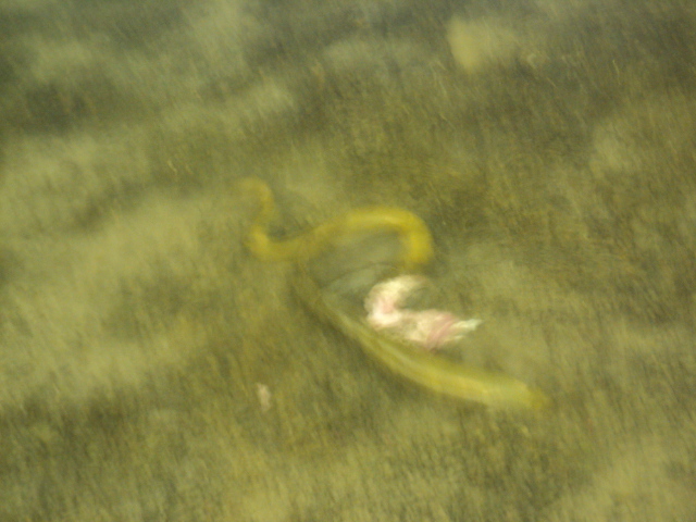 Name:  picture 10072.jpg
Views: 167
Size:  164.2 KB