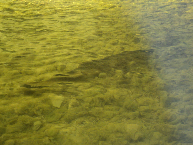 Name:  432.jpg
Views: 1016
Size:  163.1 KB