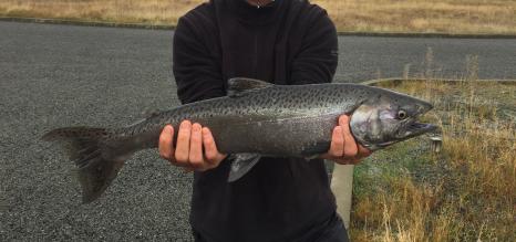 Name:  Sockeye - Copy.jpg
Views: 266
Size:  19.9 KB