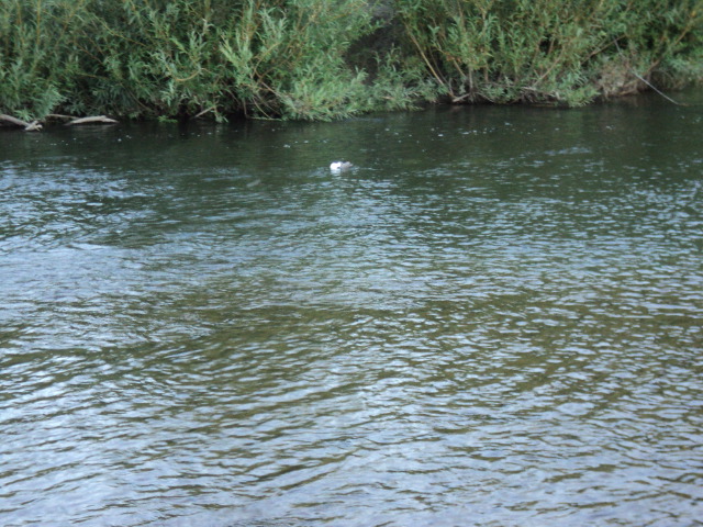 Name:  picture 1082.jpg
Views: 316
Size:  162.7 KB