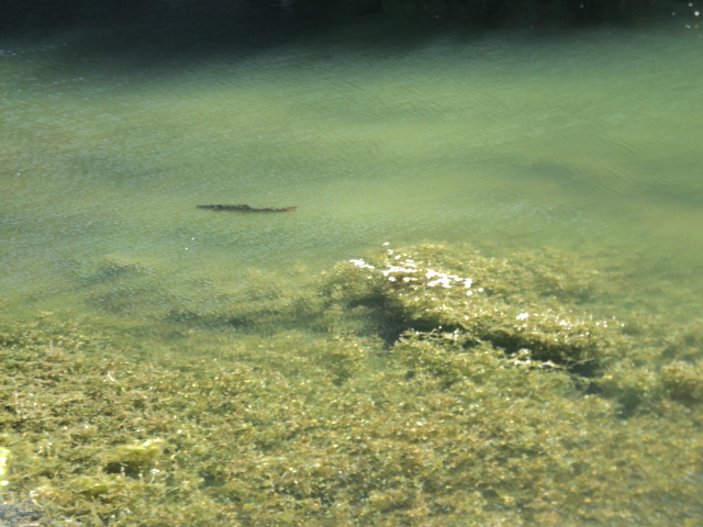 Name:  picture 1101.jpg
Views: 310
Size:  163.3 KB