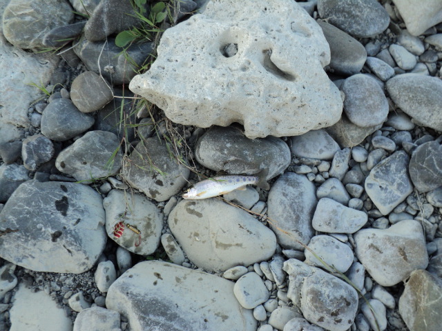 Name:  picture 1142.jpg
Views: 261
Size:  163.9 KB