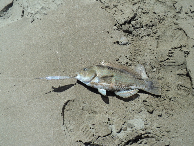 Name:  picture 1173.jpg
Views: 483
Size:  164.6 KB