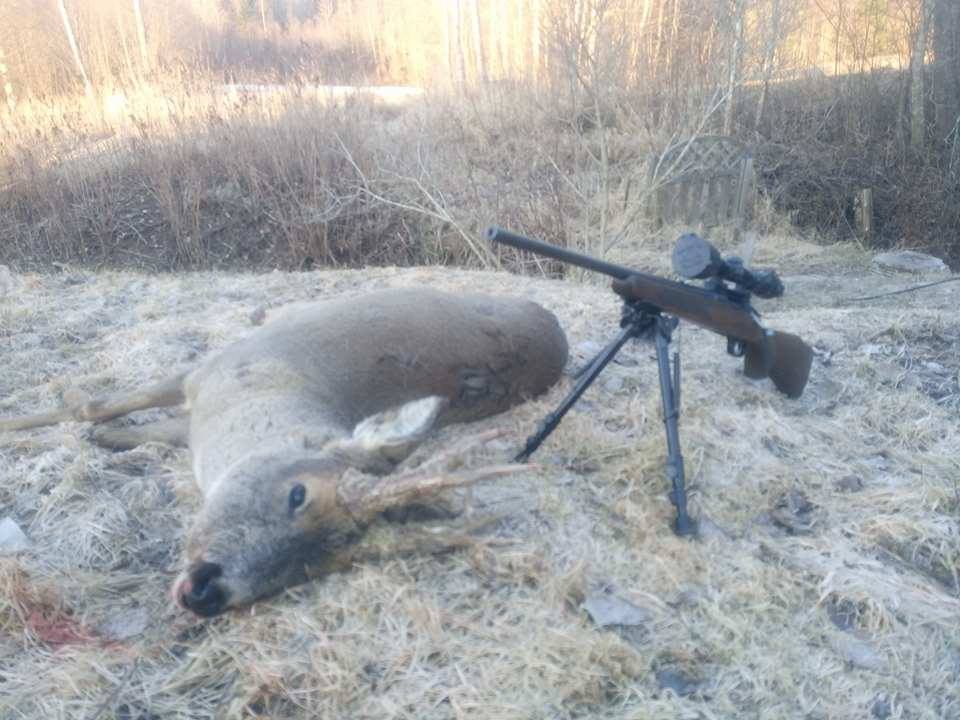 Name:  2nd spring roe 2017.jpg
Views: 225
Size:  80.6 KB