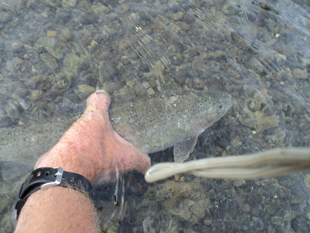 Name:  picture 1270.jpg
Views: 168
Size:  162.8 KB