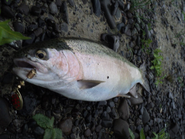 Name:  picture 383 294.jpg
Views: 278
Size:  163.3 KB