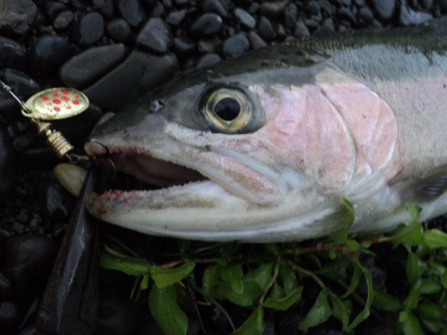 Name:  picture 383 297.jpg
Views: 287
Size:  161.8 KB