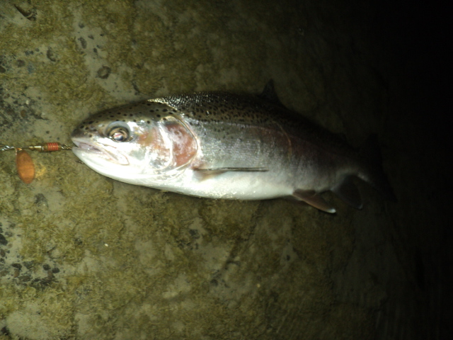 Name:  picture 01 002.jpg
Views: 225
Size:  164.9 KB