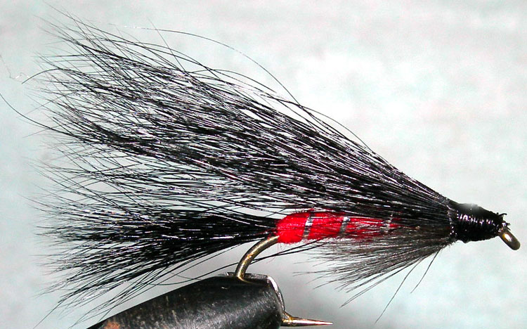 Name:  Hairy_Dog_red.jpg
Views: 598
Size:  115.4 KB