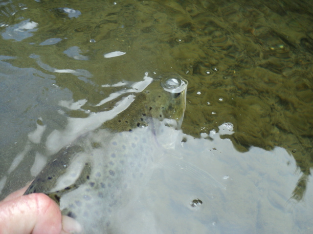 Name:  picture 01 365.jpg
Views: 365
Size:  164.6 KB