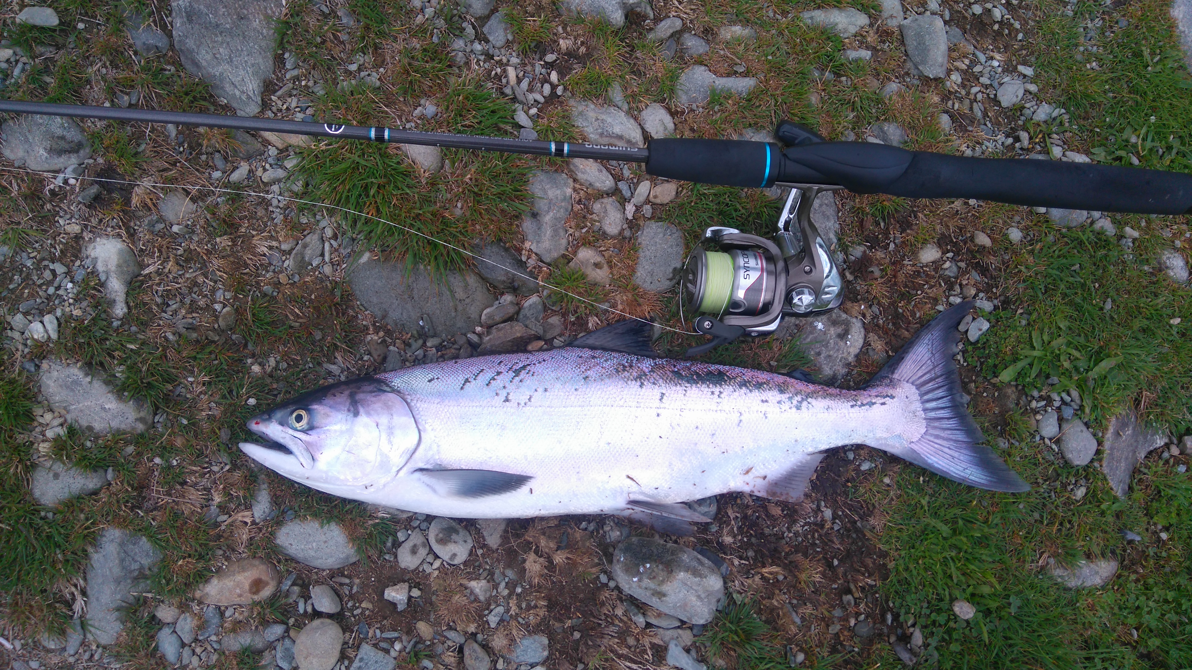 Name:  first Salmon.JPG
Views: 358
Size:  4.69 MB