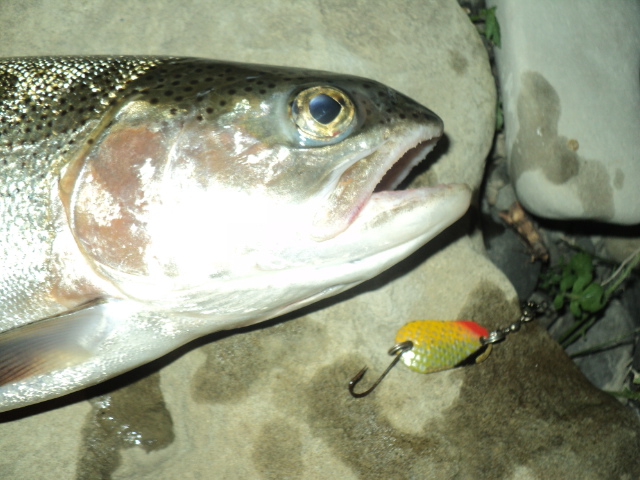 Name:  picture 01 408.jpg
Views: 289
Size:  165.3 KB