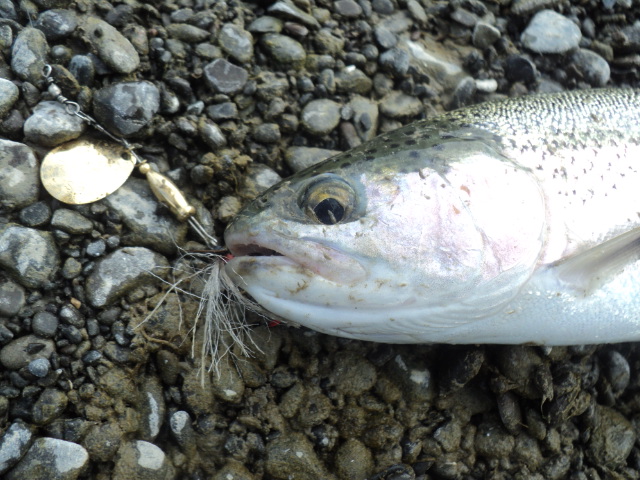 Name:  picture 01 528.jpg
Views: 194
Size:  164.9 KB