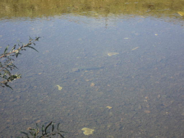 Name:  picture 01 552.jpg
Views: 328
Size:  162.2 KB