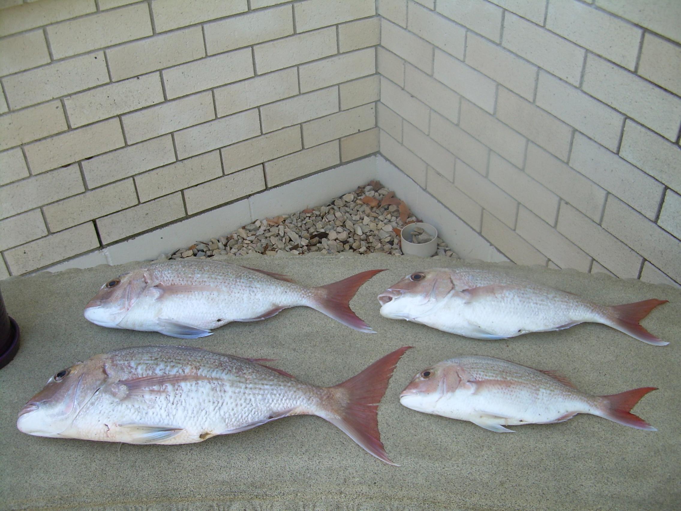 Name:  23-3-13 fishing 001.jpg
Views: 526
Size:  418.4 KB