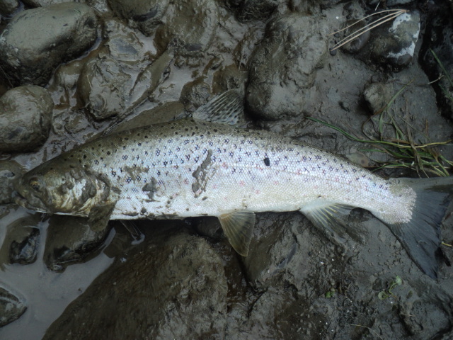 Name:  picture 01 751.jpg
Views: 181
Size:  164.0 KB
