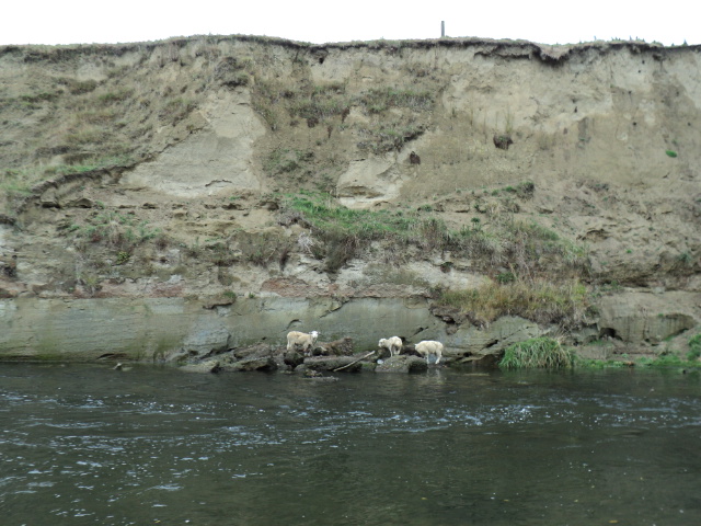 Name:  picture 1531.jpg
Views: 431
Size:  164.6 KB