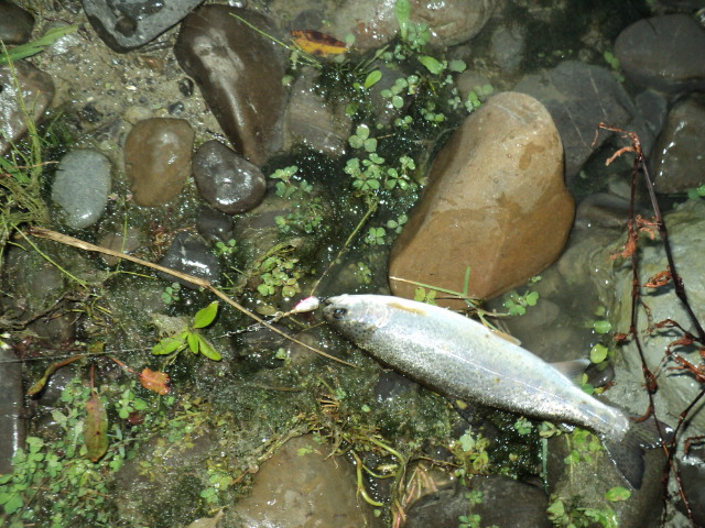 Name:  picture 1546.jpg
Views: 203
Size:  164.4 KB