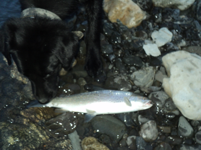 Name:  picture 01 1369.jpg
Views: 258
Size:  164.9 KB