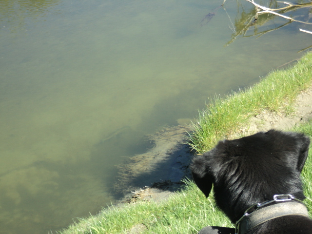 Name:  picture 01 1919.jpg
Views: 181
Size:  165.0 KB